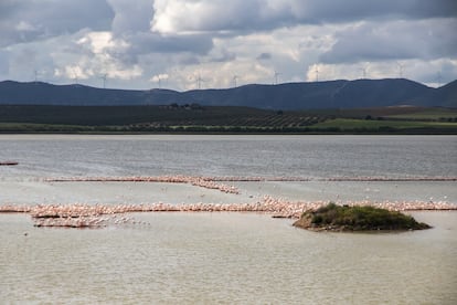 Una colonia de flamencos en la laguna de Fuente de Piedra.