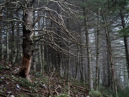 Un decrépito pinsapo en medio de un bosque de pinos. A la izquierda, vista del futuro parque nacional, que
va desde los 200 metros de altura hasta los 1.919 del pico
Torrecilla. Abajo, el profesor emérito Baltasar Cabezudo.
