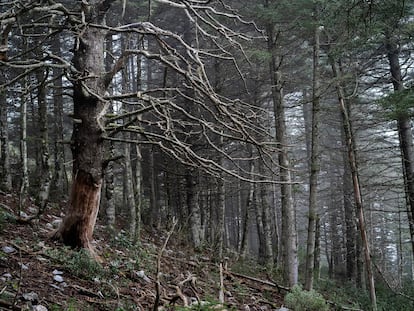 Un decrépito pinsapo en medio de un bosque de pinos. A la izquierda, vista del futuro parque nacional, que
va desde los 200 metros de altura hasta los 1.919 del pico
Torrecilla. Abajo, el profesor emérito Baltasar Cabezudo.