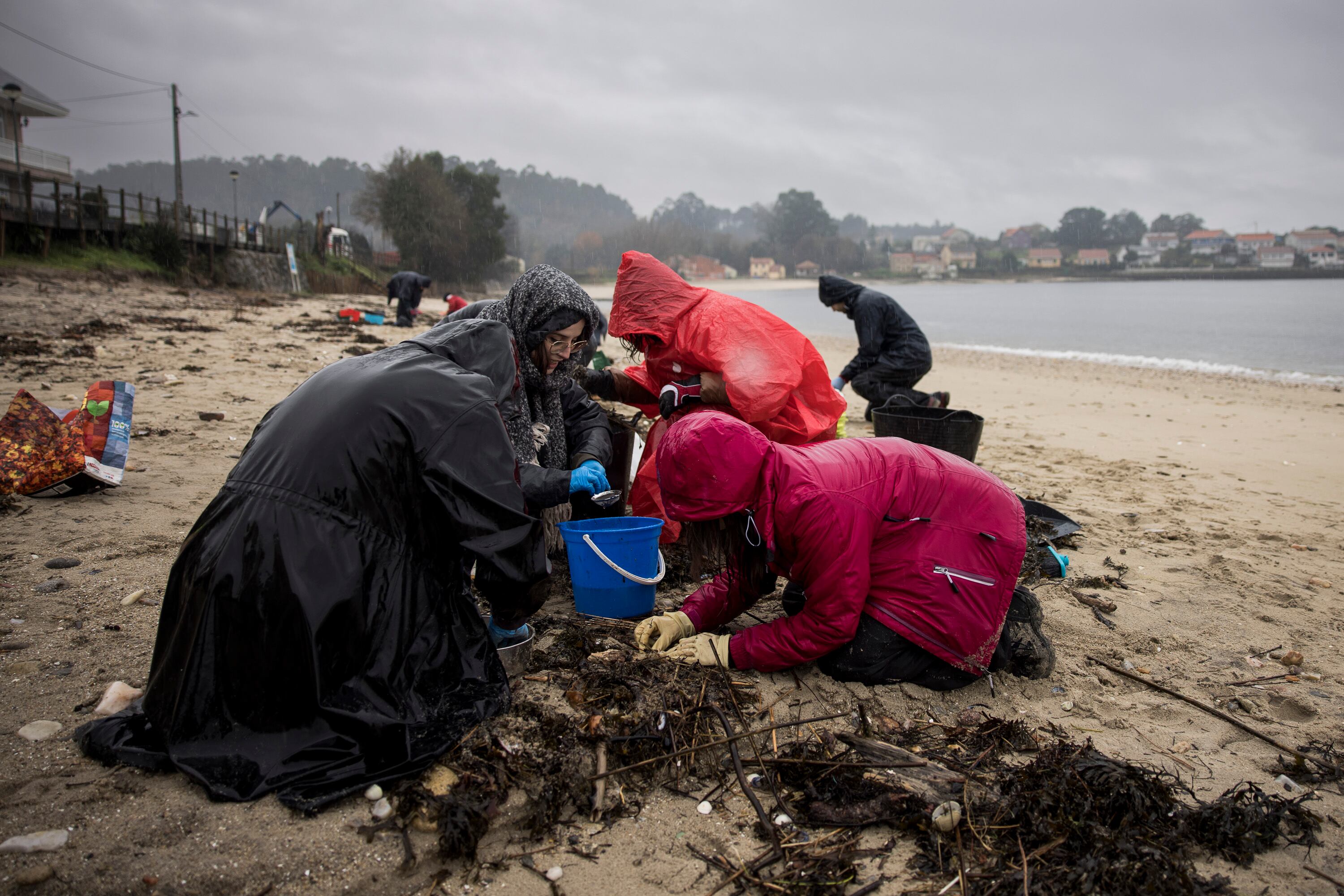 Varios voluntarios limpian 'pellets' en la playa de Noia (A Coruña), este miércoles. 