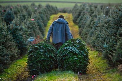 Un trabajador recoge la cosecha de árboles de Navidad para este año, en Dumfries (Escocia).