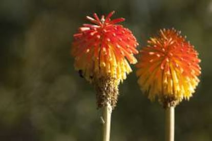 Una flor de tritoma (o flor de cohetes) en el jardín botánico Marimurtra.