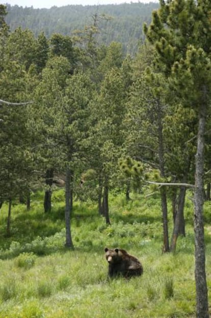 Oso pardo en un bosque de los Pirineos.