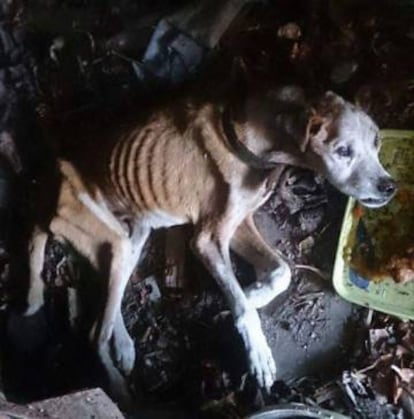 Imagen de &#039;Vali&#039; tomada por la persona que lo encontr&oacute; abandonado e intent&oacute; sin &eacute;xito darle alimento.