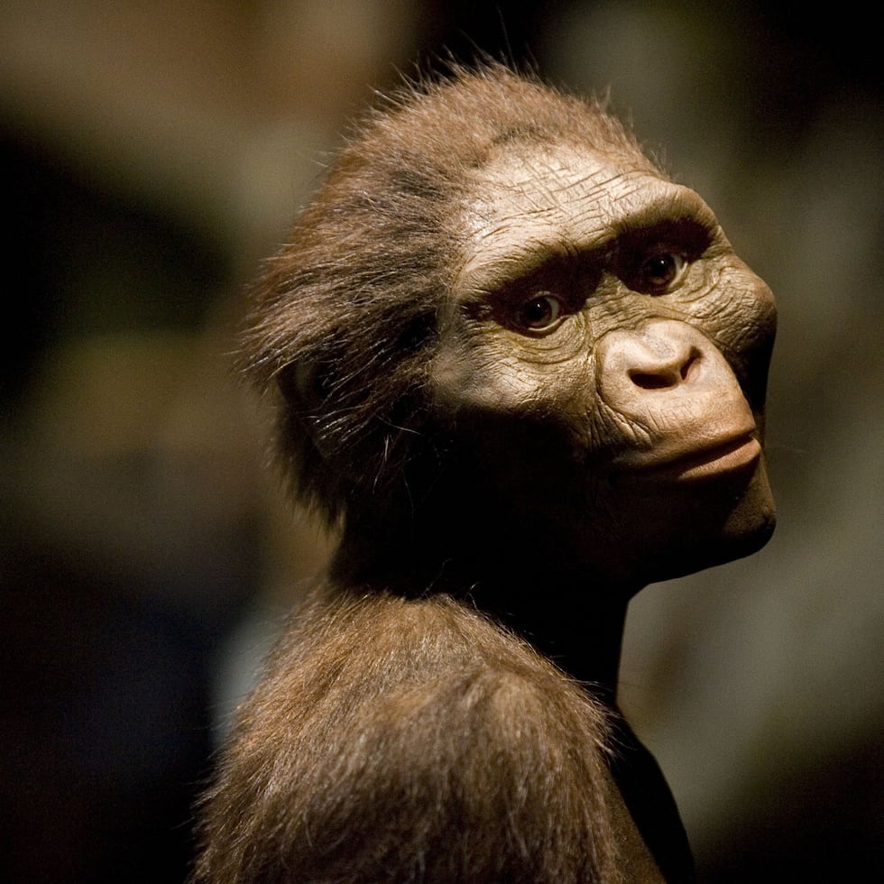 El legado de 'Lucy', la australopiteca que cambió nuestra idea de la evolución humana hace 50 años | Ciencia | EL PAÍS