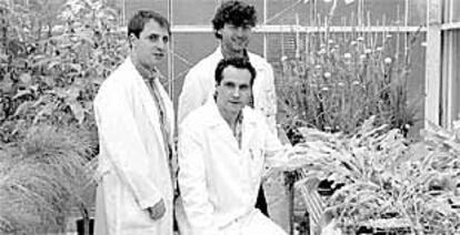 Científicos de la UPV que trabajan con plantas descontaminantes.