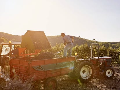 Un agricultor carga uvas recién cosechadas en el viñedo.