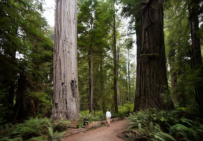 Un senderista recorre el parque nacional Redwood, en California.