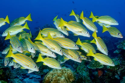 Bajo las aguas de la isla del Coco.