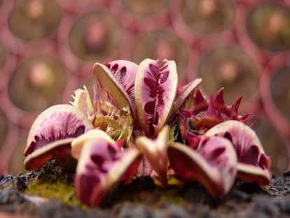 La curiosa variedad de planta carnívora llamada 'Fuzzy Tooth'.