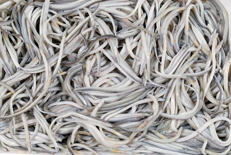 ¿Angulas en la cena? El riesgo de contribuir a que una especie en peligro se extinga