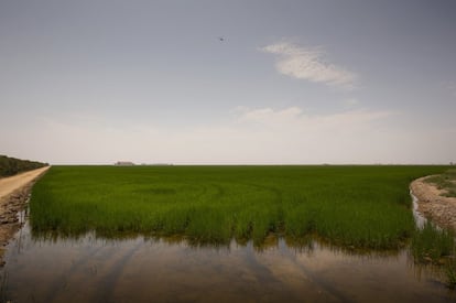 El verde de los campos de arroz marca todo el paisaje de las marismas del Guadalquivir, 30 kilómetros al sur de Sevilla.