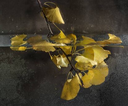 Ginkgo, 2013.