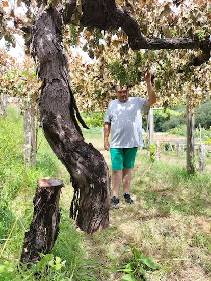 Roberto Rivas, cooperative member of the Bode, the oldest vines cut at the foot.