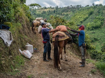 Trabajadores colocan sacos de cerezas de café sobre mulas, en Fredonia (Antioquia), en diciembre de 2021.