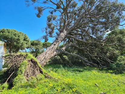 Imagen del pino de Fuentepiña en Moguer (Huelva), donde está enterrado 'Platero', que ha sido arrancado de cuajo tras el paso tren de borrascas por Andalucía. / FOTO CEDIDA POR CARMEN HERNÁNDEZ-PINZÓN