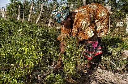 <p>Hace cuatro años que Kujeje Mariko posee una pequeña parcela en un huerto comunitario en Kaba Kama, donde cultiva hortalizas que después vende en el mercado de Basse Santa Su. Antes de entrar en este huerto comunitario y acceder a los microcréditos, su trabajo en el campo le servía para subsistir, produciendo apenas lo necesario para la comida diaria.</p> <p>Por pequeña que sea la ayuda, esta sirve para apoyar las necesidades básicas de sus familias. Muchas son capaces de enviar a sus hijos a la escuela, permite cocinar tres comidas al día o realizar mejoras en la vivienda, así que tiene un efecto importante en la salud y el bienestar del hogar. La asociación también a sido capaz de construir una cultura de ahorro entre sus socias, ya que, para acceder a su primer microcrédito, primero tienen que realizar un depósito de 100 dalasis (un poco más de dos euros) y esperar tres meses antes de poder solicitarlo.</p>