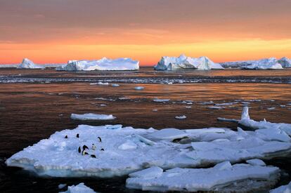 Pingüinos Adelie descansan en un bloque de hielo (al este de la Antártida).