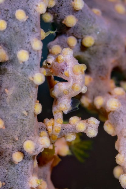 Caballito de mar pigmeo (Hippocampus bargibanti), en Anilao (Filipinas).