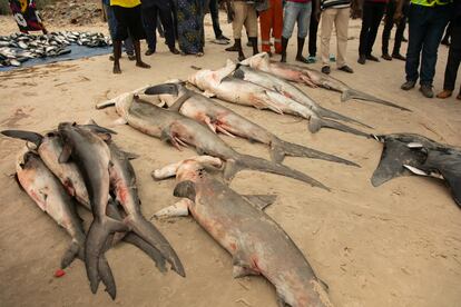 Varias especies de tiburón en una playa de Songolo, en Pointe-Noire (República del Congo).