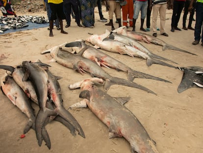 Varias especies de tiburón en una playa de Songolo, en Pointe-Noire (República del Congo).