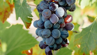 Uva melonera