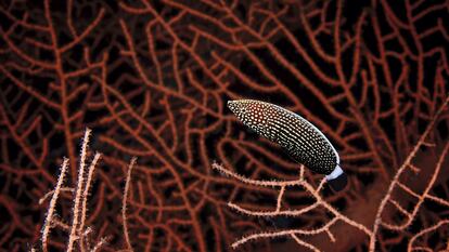 Una especie de pez de la familia 'Labridae' conocido como pez lábrido de lineas. La imagen fue capturada en el parque nacional Ras Muhammad, de Egipto, en septiembre de 2010.