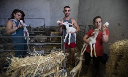 Mayte Ortiz, Víctor Peñalosa y Carmen Ceresuela dan biberones a los corderos en la granja en la que hacen prácticas en Cubel (Zaragoza).