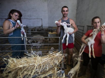 Mayte Ortiz, Víctor Peñalosa y Carmen Ceresuela dan biberones a los corderos en la granja en la que hacen prácticas en Cubel (Zaragoza). 