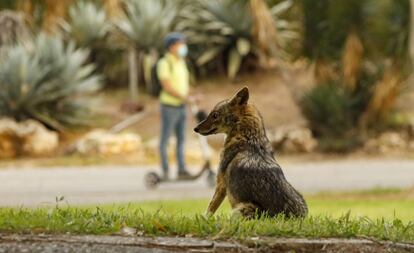 Un chacal en el parque Yarkon de Tel Aviv (Israel).