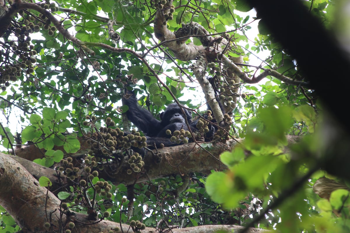 Los chimpancés toman el alcohol equivalente a dos o tres cañas de cerveza al día