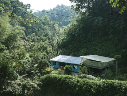 Finca cafetera a más de 1.600
metros de altitud en la cordillera oriental del
Huila.