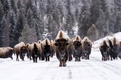 Los bisontes proporcionaron alimento, abrigo y combustible a los indios de las praderas hasta que la caza indiscriminada casi acabó con ellos. Buffalo Bill los mató por miles durante la construcción del ferrocarril en Estados Unidos. Eran 60 millones; un siglo después, en 1900, solo quedaban unas pocas docenas. Hoy su población se ha recuperado parcialmente, y cerca de 4.000 bisontes sobreviven desperdigados por las casi 900.000 hectáreas del parque nacional de Yellowstone.