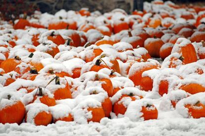 Calabazas típicas de Halloween cubiertas por la nieve en New Hampshire.