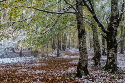 Durante unos 40 días al año, el suelo del <a href="http://www.parquedeurbasa.es/" rel="nofollow" target="_blank">parque natural Urbasa-Andía</a> suele estar cubierto de nieve. Es sencillamente espectacular caminar por sus senderos en una soleada jornada de invierno: por el de los Montañeros, que llega al conocido como hayedo encantado de Urbasa, donde el bosque se mezcla con rocas calizas de formas llamativas; por el de los Pastores, que transcurre por una cañada pastoril; o por el de las Fuentes, entre manantiales. Hay también una ruta de nieve, menos transitada, entre la pista de Otsaportillo y la ermita de santa Marina. El acceso a su punto más concurrido, <a href="http://www.parquedeurbasa.es/informacion/urederra.html" rel="nofollow" target="_blank">la reserva natural del Nacedero del Urederra</a>, está limitado a 500 visitantes diarios, que han de reservar su plaza en <a href=" https://urederra.amescoa.com/" rel="nofollow" target="_blank">https://urederra.amescoa.com</a>.