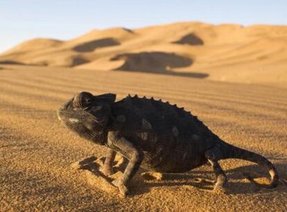 Esta camaleona que vaga por el desierto en busca de novio centra una de las historias de <i>Life.</i>