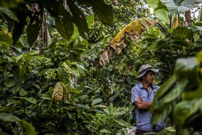 Luis Quezada permanece en medio de la tupida vegetación de su finca, en la Amazonia ecuatoriana.