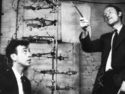Francis Crick y James Watson, en el laboratorio Cold Spring Harbor con una representación de su hallazgo: la doble hélice de ADN, en 1953.
