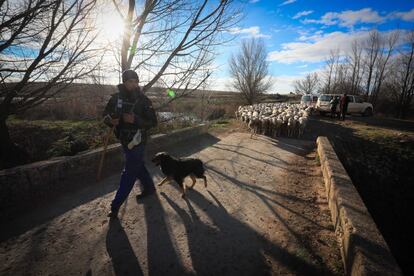 Un pastor conduce a su rebaño de ovejas por el entorno protegido.