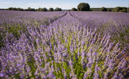 Un campo de lavanda en Guadalajara.