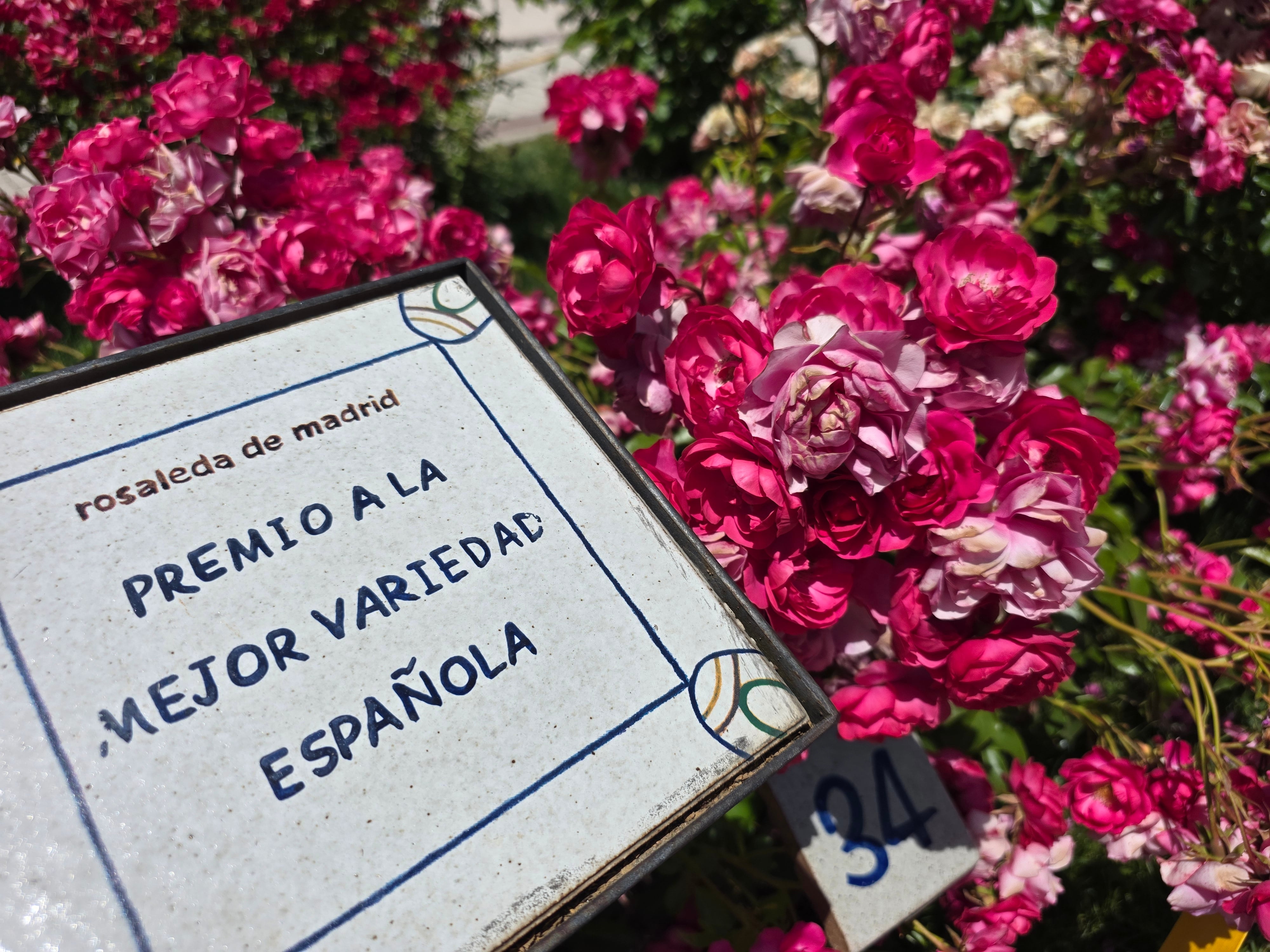 Rosa floribunda obtenida por Matilde Ferrer y premiada en el 70º Concurso Internacional de Rosas Nuevas Villa de Madrid.