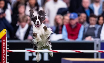 Un perro compite en una prueba de agilidad en el contexto del campeonato. El concurso se remonta a 1870, cuando un grupo de hombres que asiduamente charlaba sobre canes en el hotel Westminster de Manhattan decidió montarlo, según informa la organización.