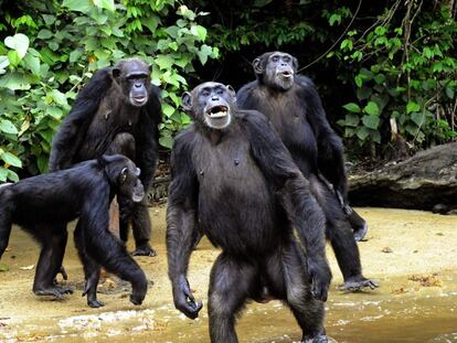 Un grupo de chimpancés de La Isla del Mono en el sur de Liberia, el 25 de junio de 2015.