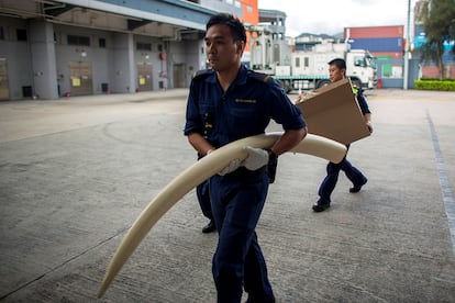 Traficantes de marfil