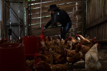 Andrea Coronado alimenta a las gallinas de pastoreo en el establo.