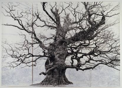 'Majesty' (2006). / TACITA DEAN © Courtesy the artist; Frith Street Gallery, London and Marian Goodman Gallery, New York / París.