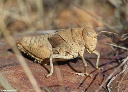 O gafanhoto de Crau (‘Prionotropis rhodanica’) está na Lista Vermelha da IUCN como uma espécie em estado crítico de extinção pela destruição de seu hábitat. Os cerca de 5.000 exemplares maduros desse tipo de gafanhoto vivem na França e são uma fonte importante de alimento para muitas aves, como o falcão peneireiro-das-torres. “É provável que estas espécies sejam afetadas pelo desaparecimento do gafanhoto, temos a responsabilidade de preservá-lo”, assinala uma fonte da IUCN.