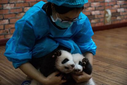Una veterinaria del centro sostiene a los gemelos. Con el propósito de rescatar y proteger especies en peligro de extinción, en Centro de Chengdu se fundó en 1987, trabajando mayormente con cachorros de panda gigante.