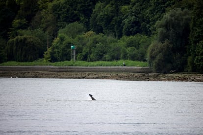       La orca de 4 metros (13 pies), identificada como macho, fue vista por primera vez en la desembocadura del Sena el 16 de mayo, entre el puerto de Le Havre y la ciudad de Honfleur, en Normandía, antes de recorrer decenas de kilómetros (millas) río arriba para llegar al oeste de la ciudad de Rouen.