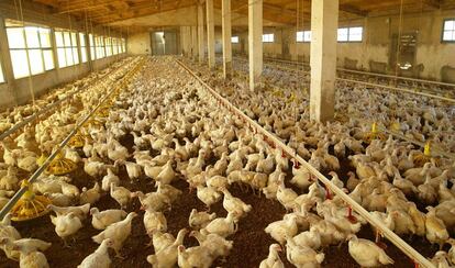 Miles de gallinas, en una granja avícola en las cercanías 
 de Palma de Mallorca.